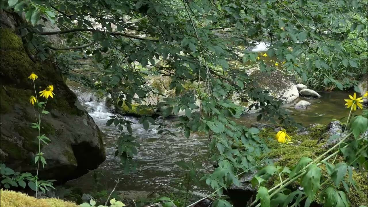 Die Große Mühl in Neufelden   OOE