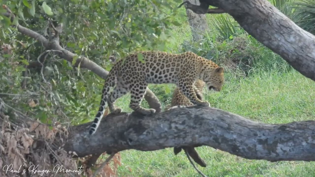 Fantastic 3 Leopards on a morning walk.