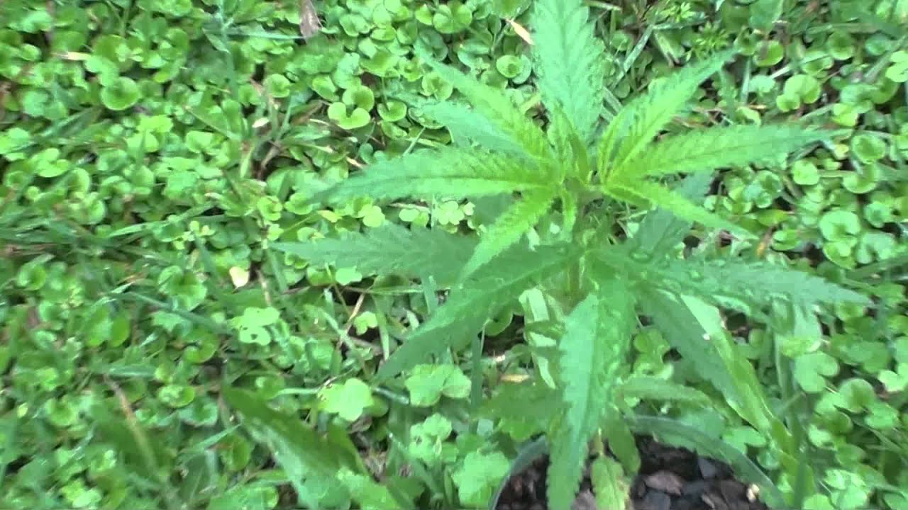 Close up shots of cannabis / marijuana