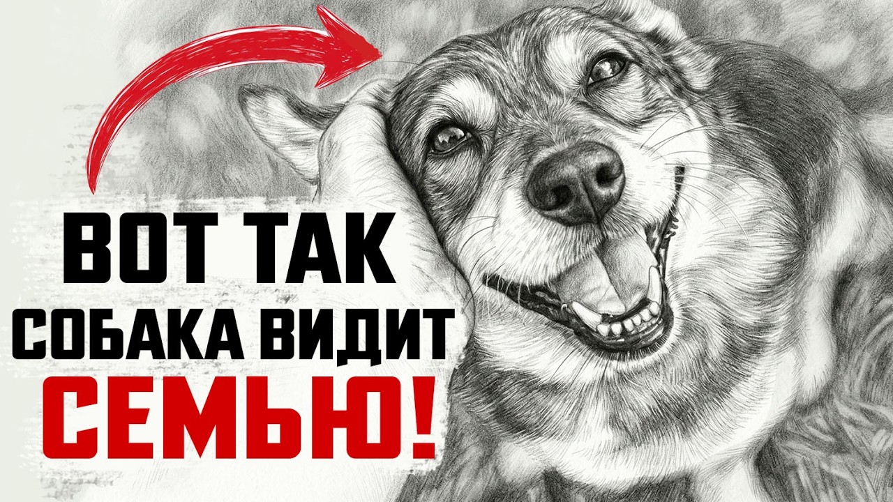 8 Признаков, что собака считает ВАС СЕМЬЕЙ (Или вы просто прислуга)