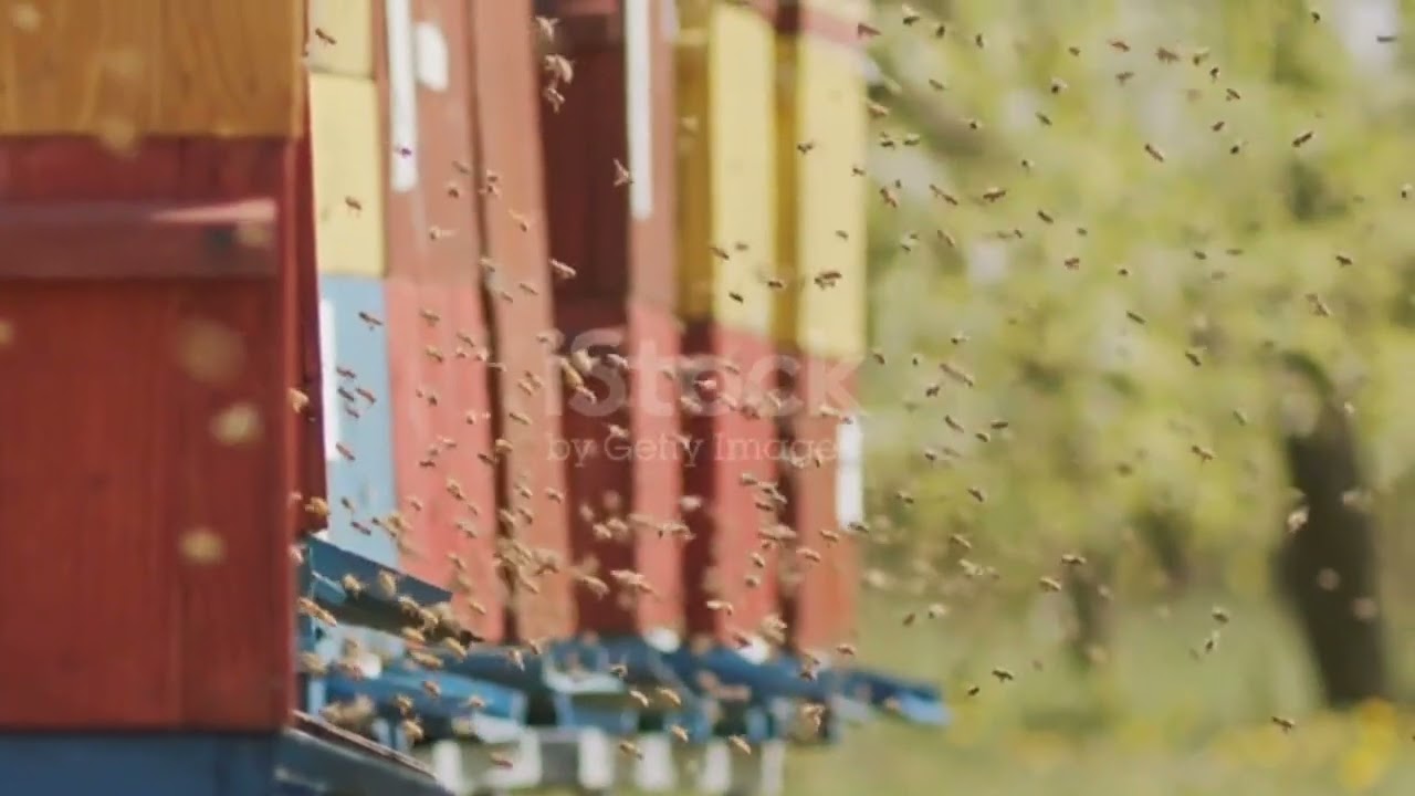 The Secret World of Bees: Nature's Hardest Workers 