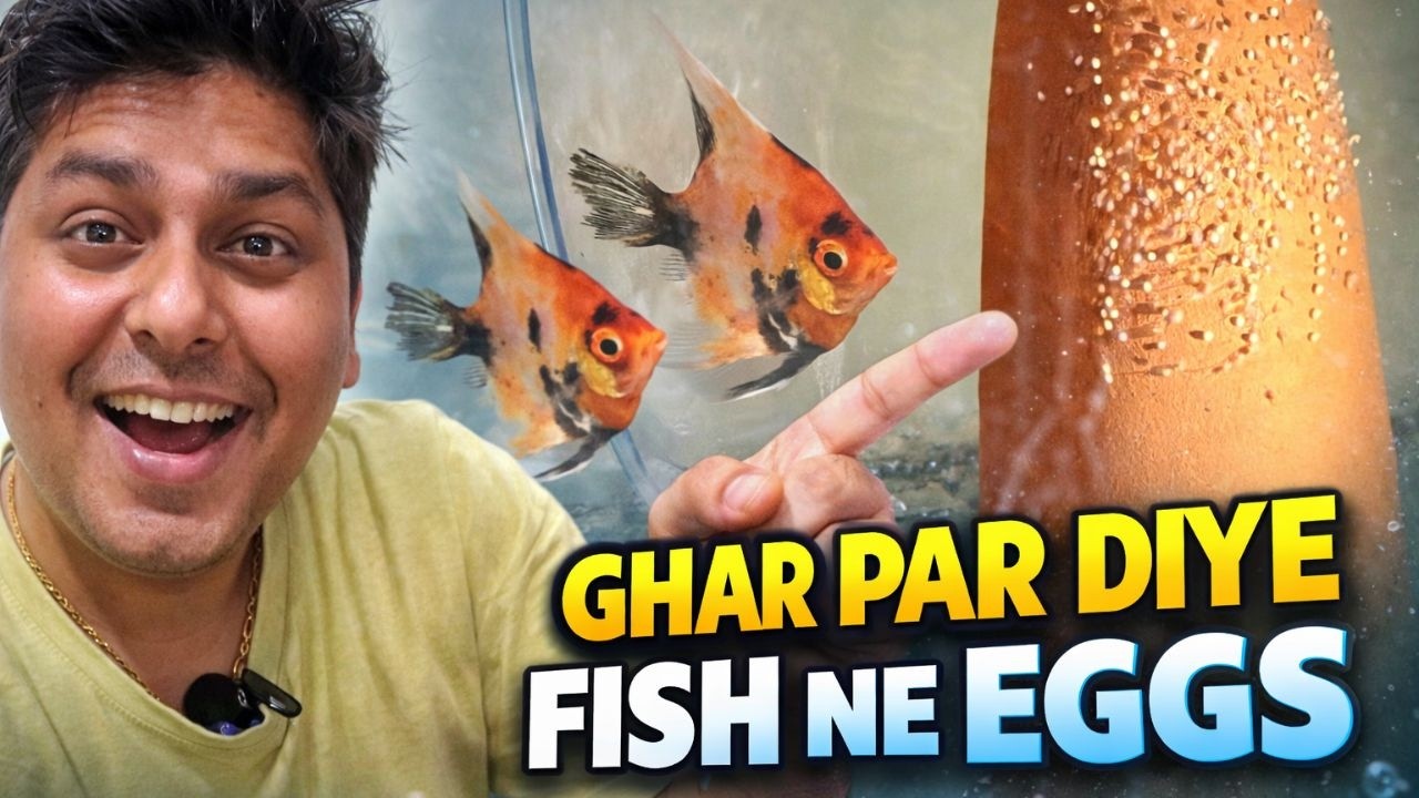 GHAR PAR DIYA FISH NE EGGS 🥚 @jiteshsidhuuu