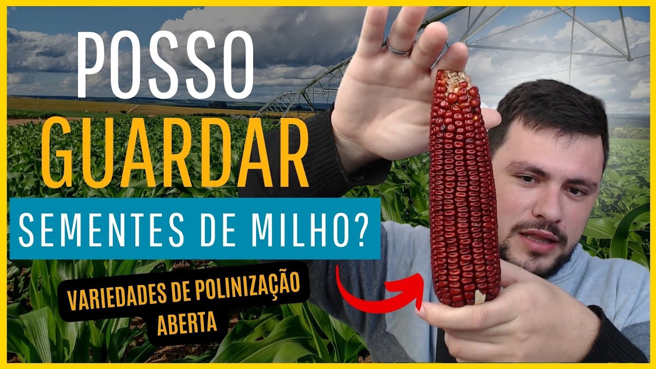 Posso guardar semente de milho de um ano para o outro?