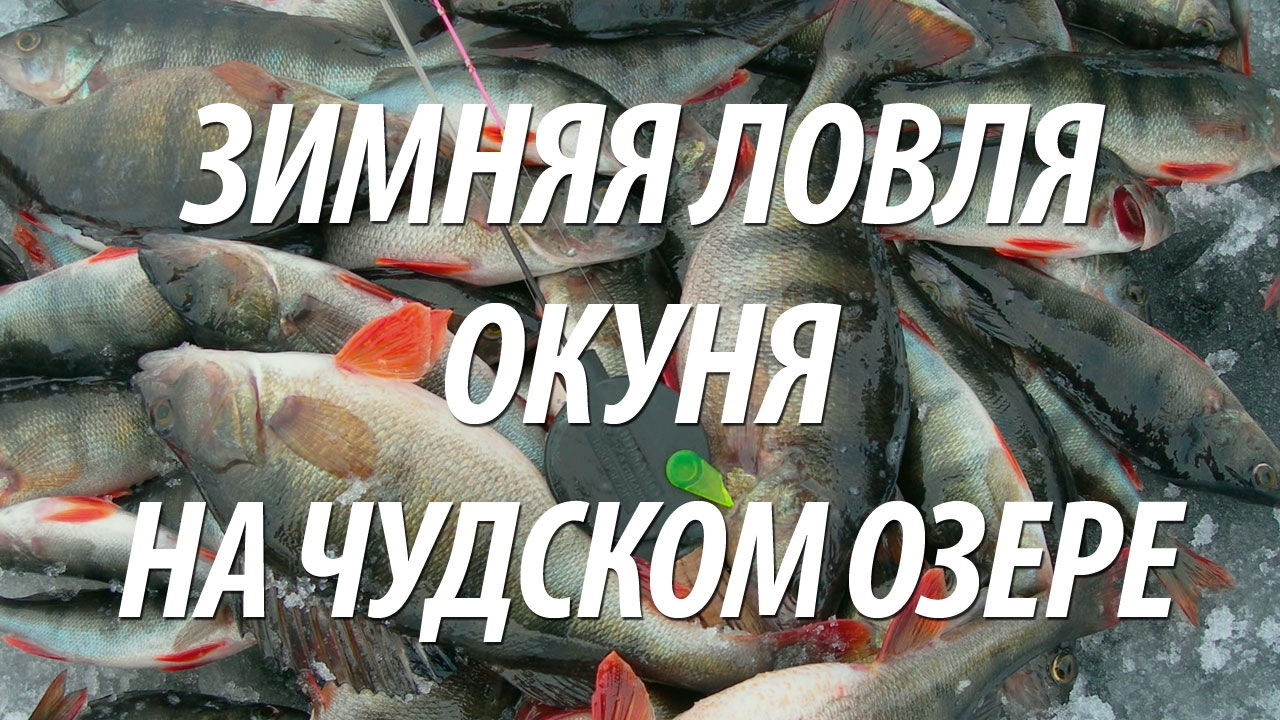 РЫБАЛКА НА ЧУДСКОМ ОЗЕРЕ. РЫБАЛКА НА ОКУНЯ ЗИМОЙ С НОРМУНДОМ ГРАБОВСКИСОМ