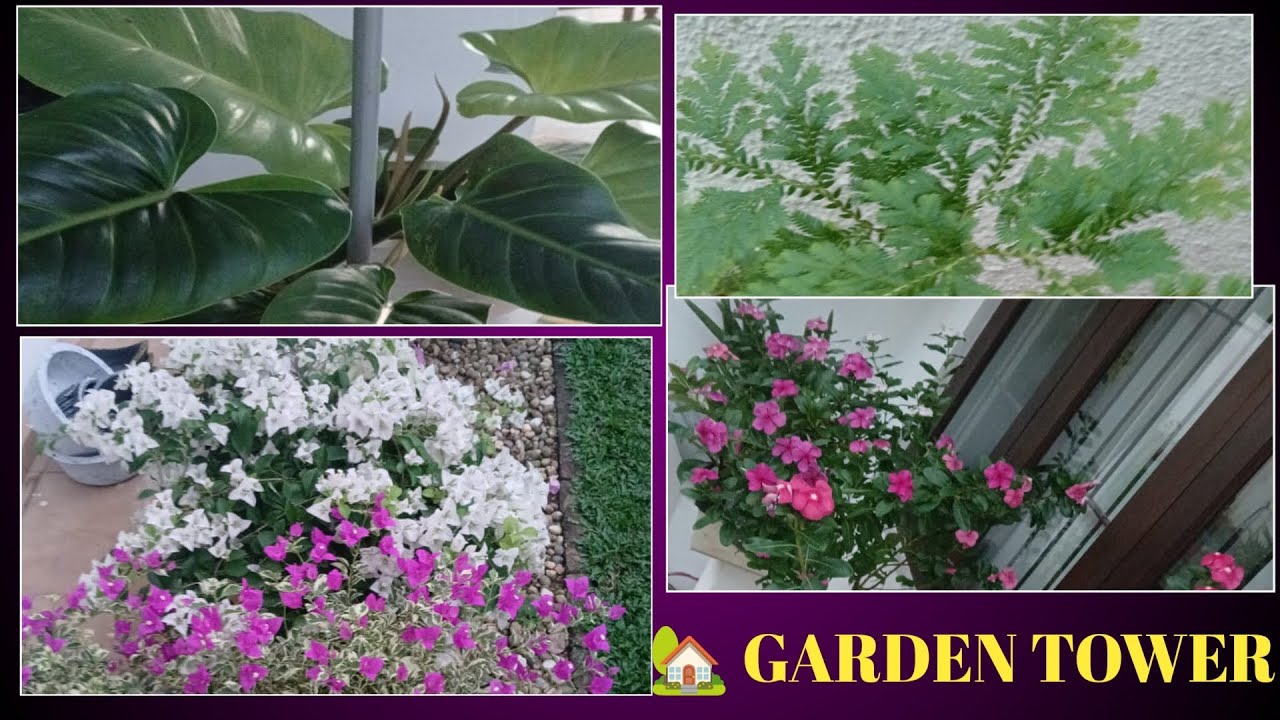 අදත් මගෙ ගෙදරට ආපු ඔයාව ආදරයෙන් පිලිගන්නවා.බලන්න ඔයාලගෙ මිදුලට අදසක් ගන්න.garden#relaxing, plants