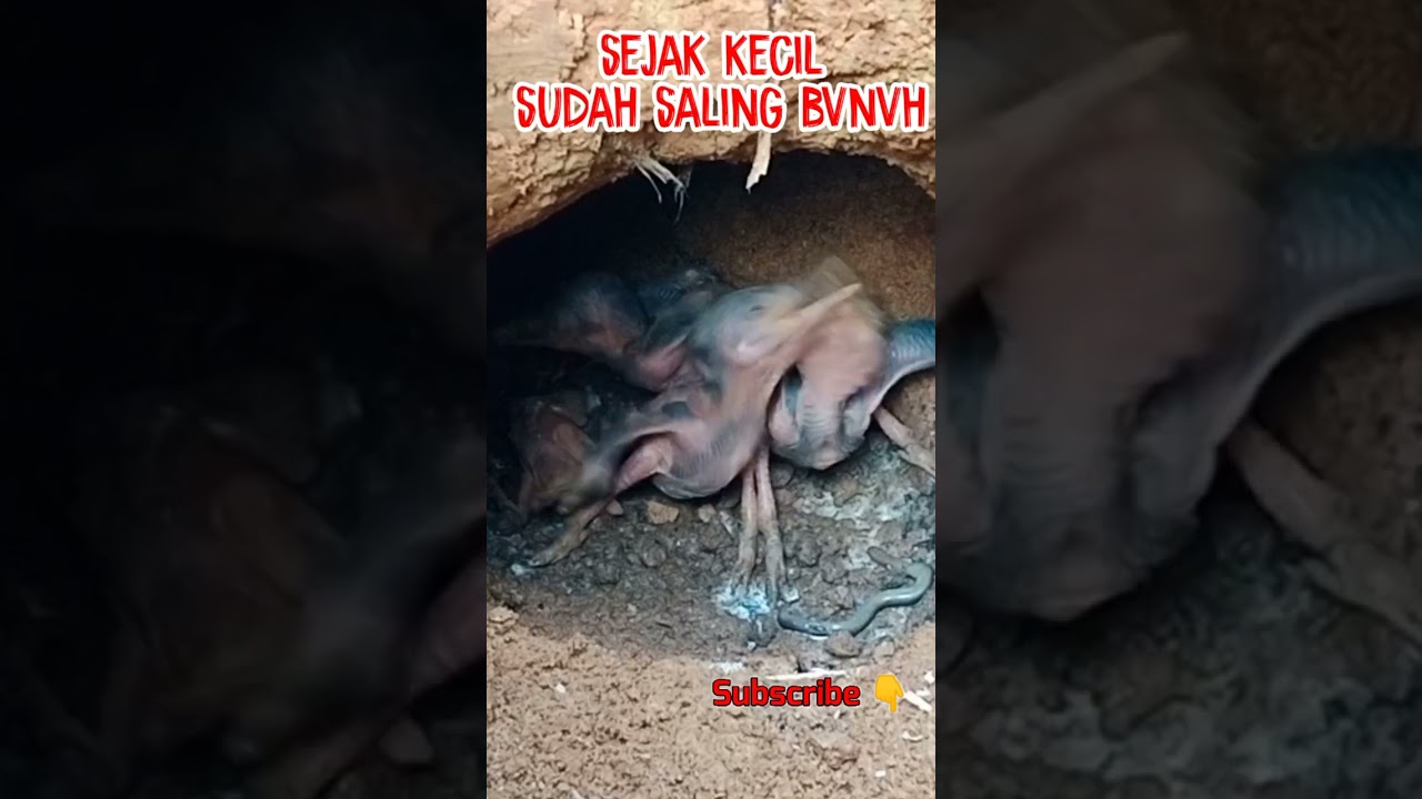 anak tengkek saling bunuh #shorts #shortvideo #tengkek