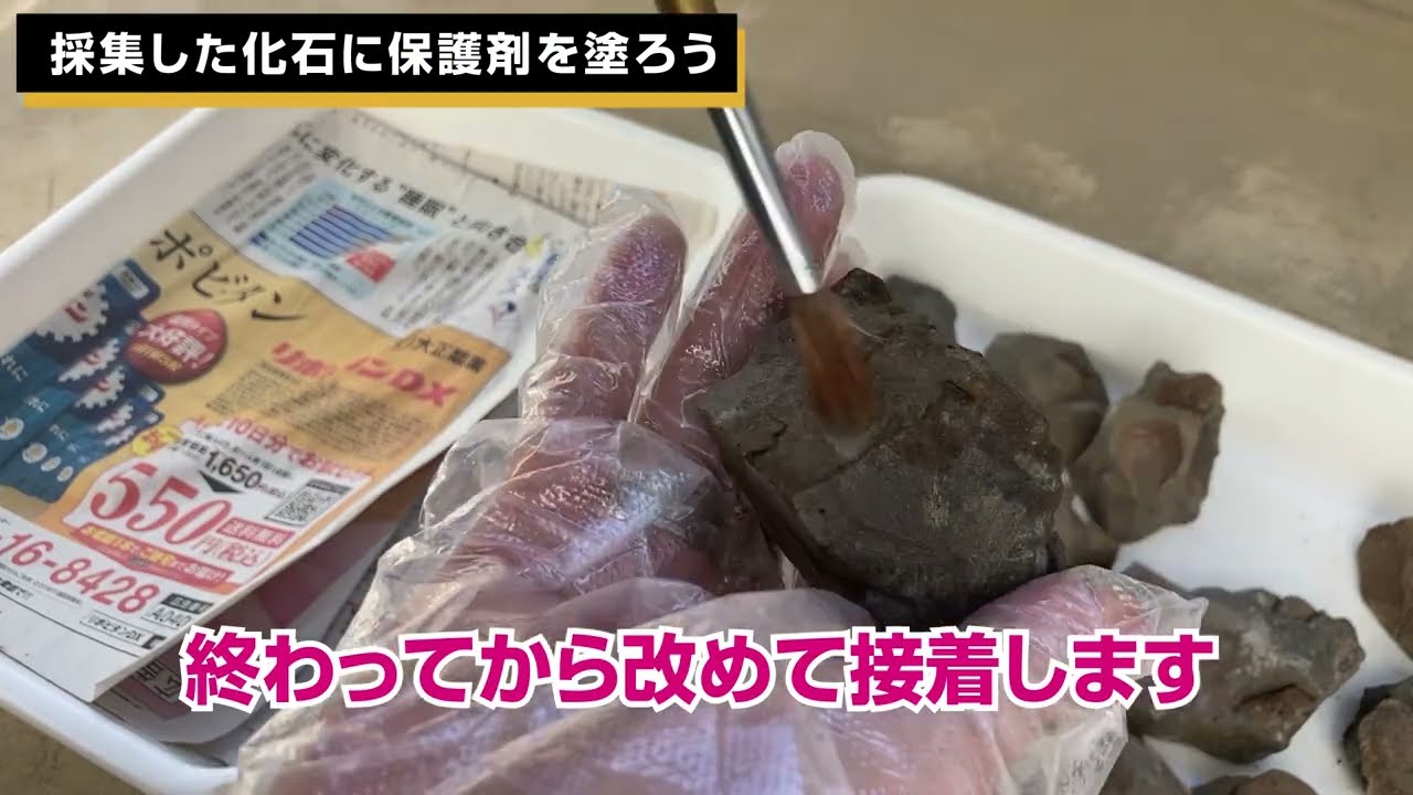 化石標本作成。化石の保護について解説した！@化石乙史 Japan Fossil Hunters