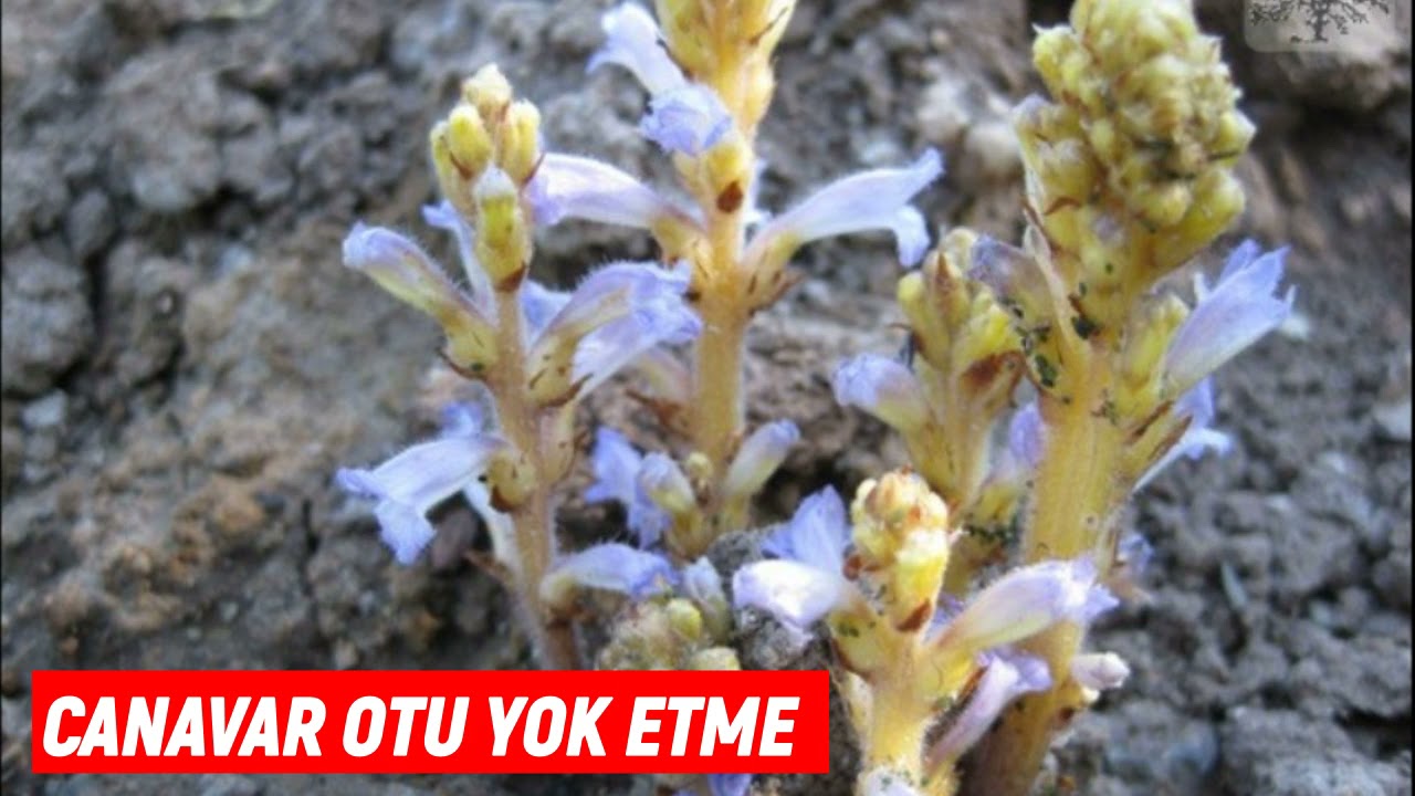 Canavar Otu Nasıl Yok Edilir - Canavar Otu Temizleme