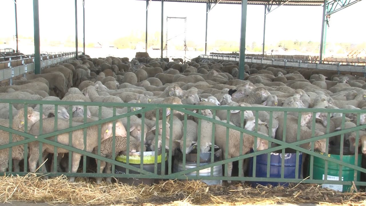 U Adorjanu najveće farme ovaca u Srbiji