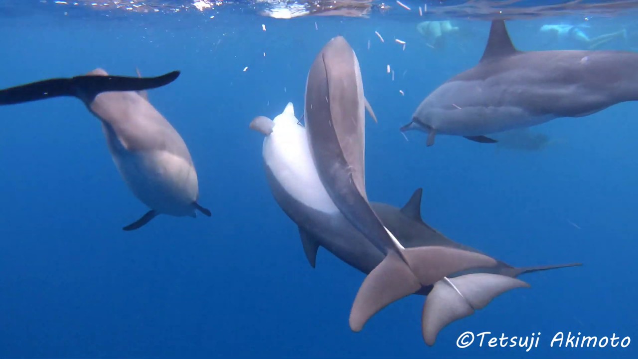 SpinnerDolphin(ハシナガイルカ)の繁殖行動　ハワイ島（Big island)　2019年9月