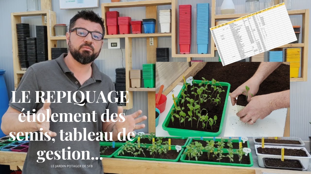 Le repiquage des semis, étiolement, tableau de gestion.