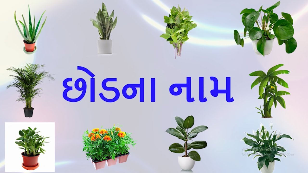 Plants Name | વિવિધ પ્રકારના છોડ | છોડનું નામ | Plants | Small Plants | #plants #tree #gardening