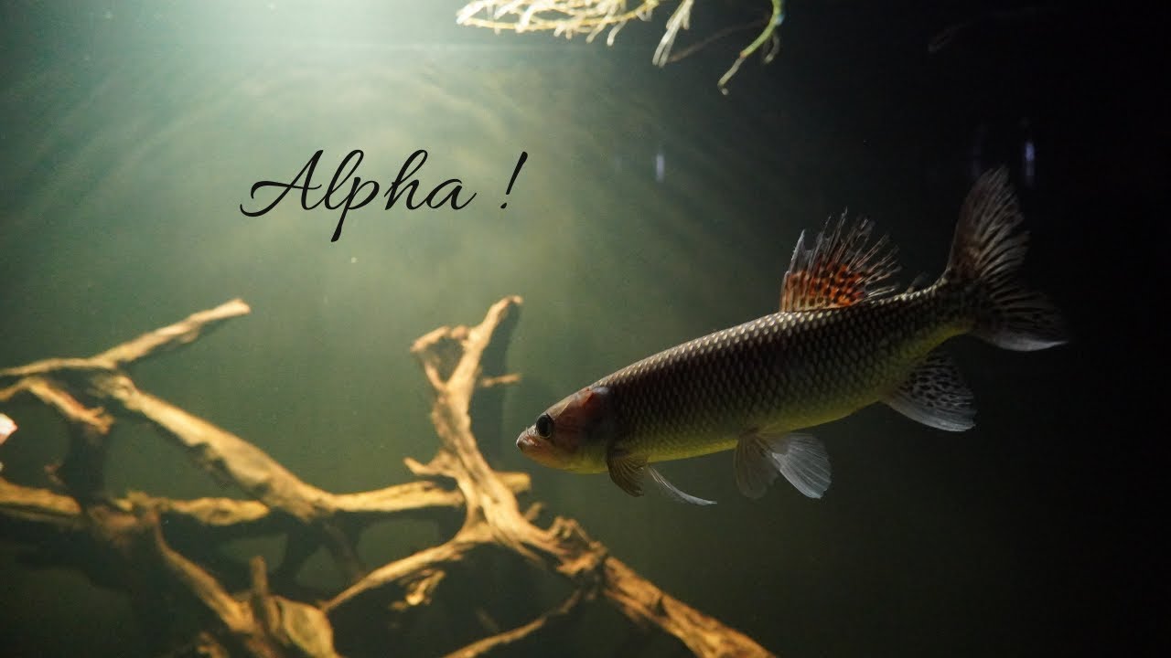 Odoe pike pecking order in monster fish tank...
