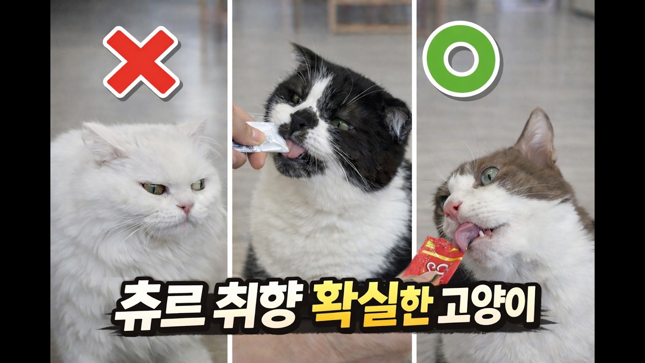 츄르 앞에서 갑자기 미식가 된 고양이