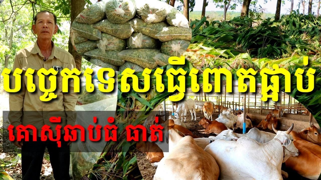 បច្ចេកទេសធ្វើពោតផ្អាប់ អោយគោស៊ីឆាប់ធំ ធាត់