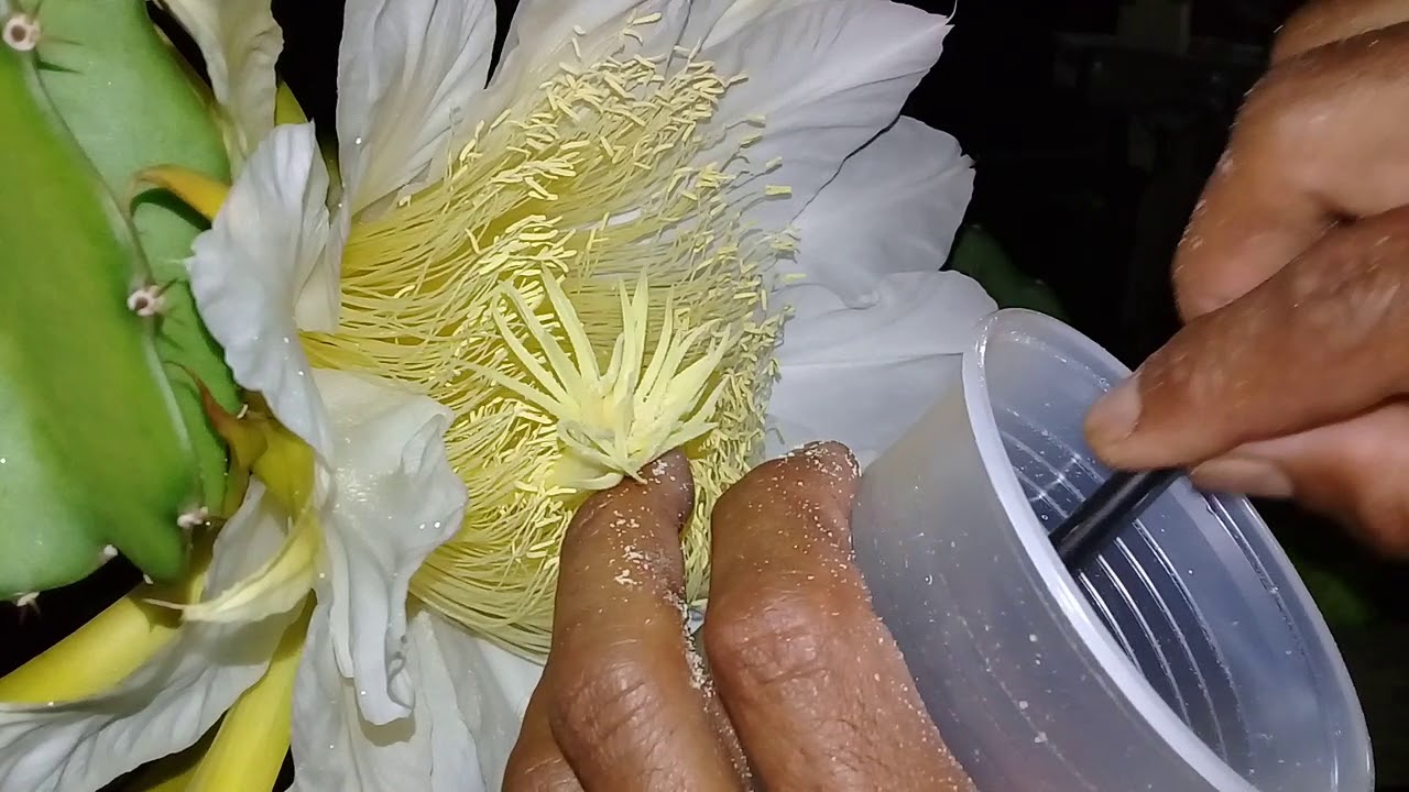 NOVA TÉCNICA DE POLINIZAR AS FLORES DA PITAYA