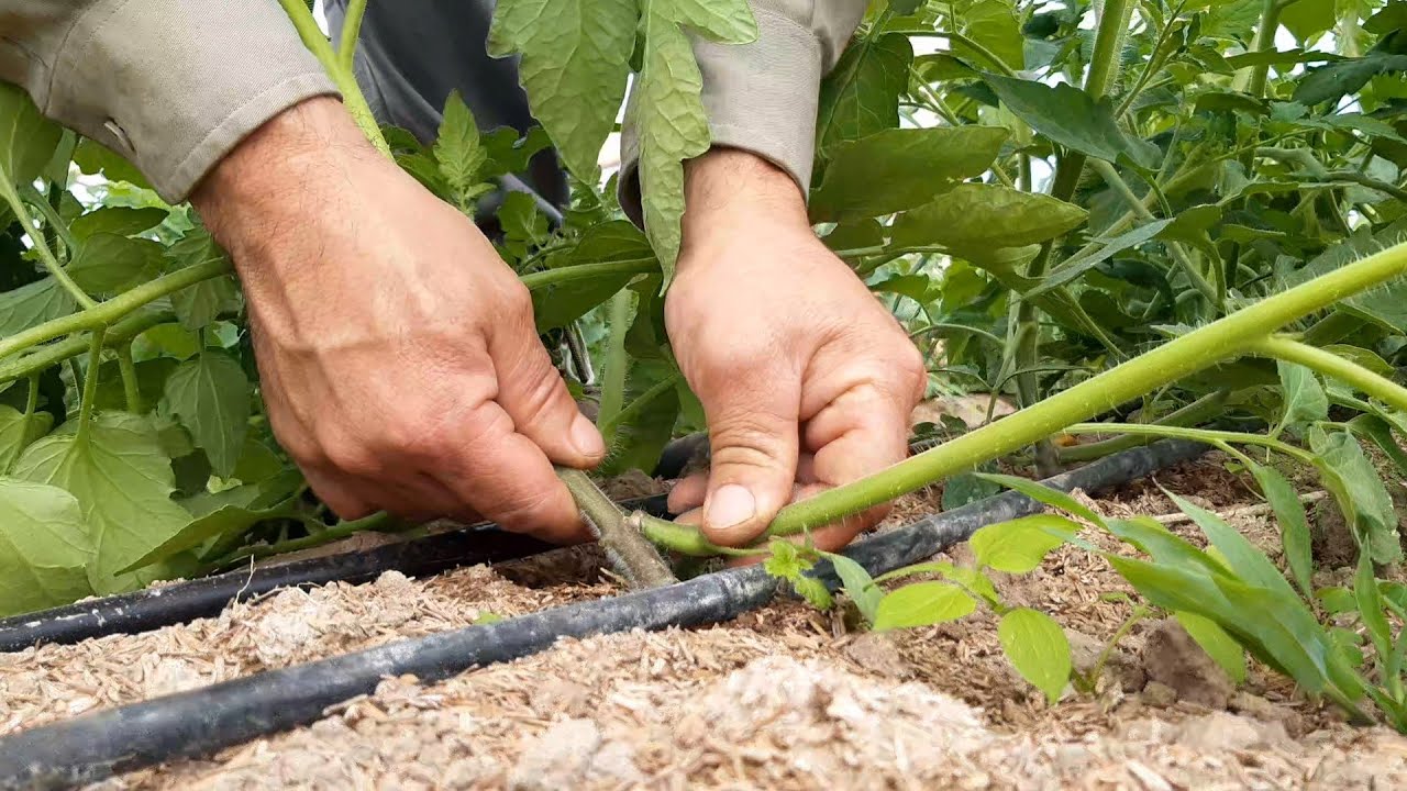 Poda y Deshoje de tomate pietro bajo invernadero, técnicas de cultivo de tomate riñón