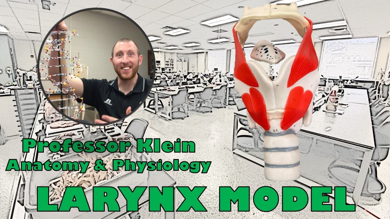 Larynx Model, Vocal Cords, and Trachea