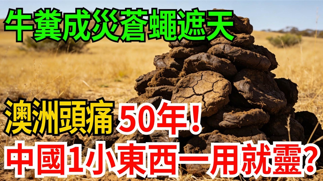 牛糞成災蒼蠅遮天，澳洲頭痛50年！為何中國一個小東西一用就靈？【觀勢經緯】#科普#世界之最 #出類拔萃 #top10#牛糞危機 #生態治理 #跨物種救援 #自然智慧 #澳大利亞農業