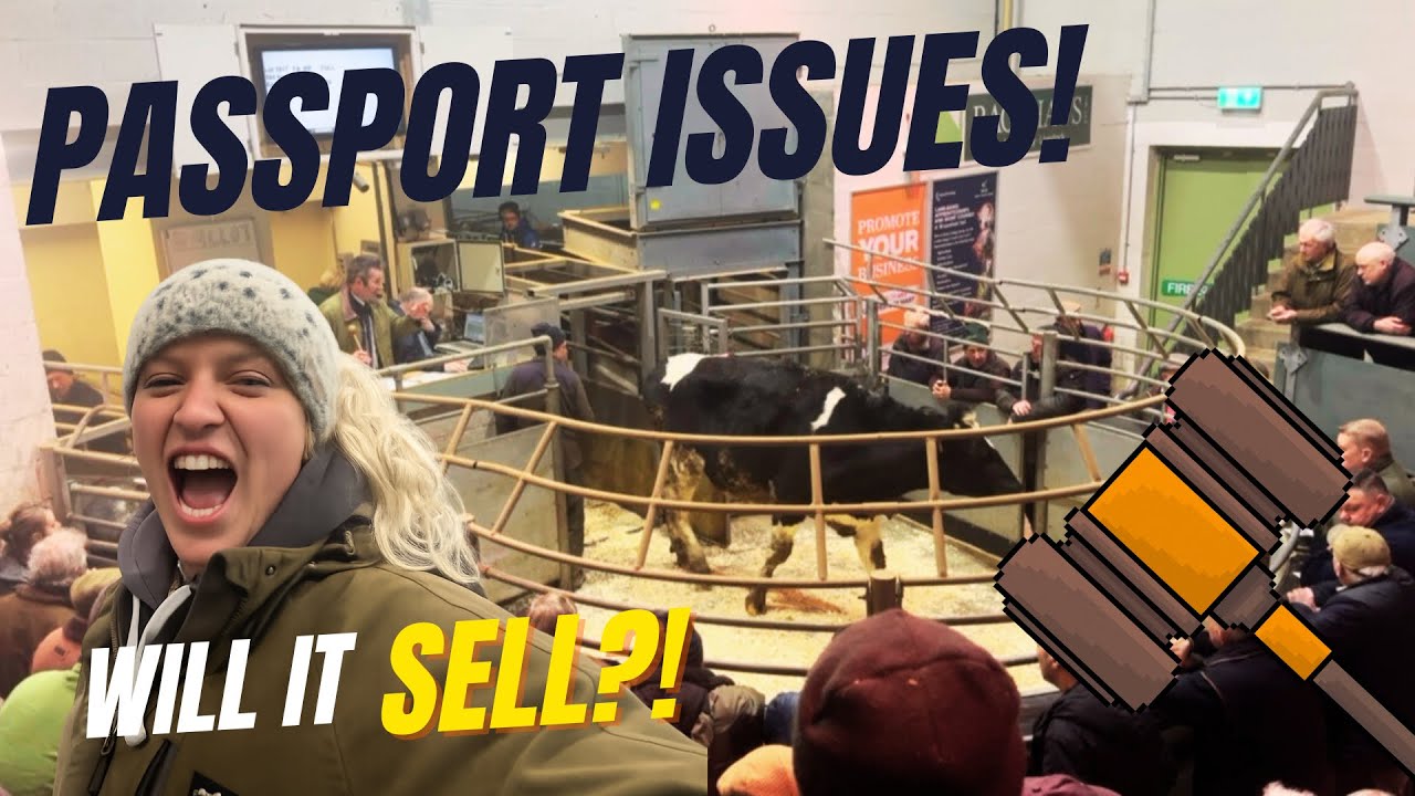 Passport Issues, Will The Buyers Be Put Off? Bakewell Market Cattle Selling