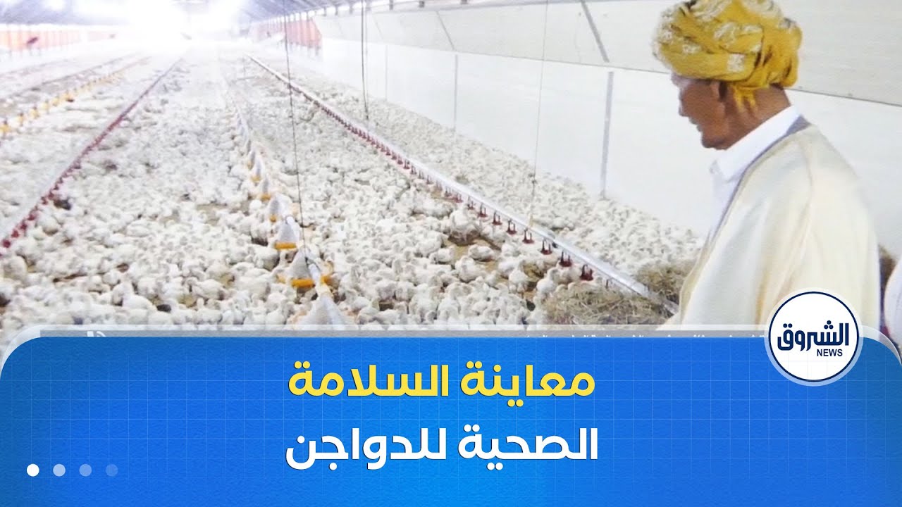 العاشرة| بعد التقلبات الجوية.. استحداث لجنة وزارية مشتركة تعاين السلامة الصحية للمداجن عبر الولايات