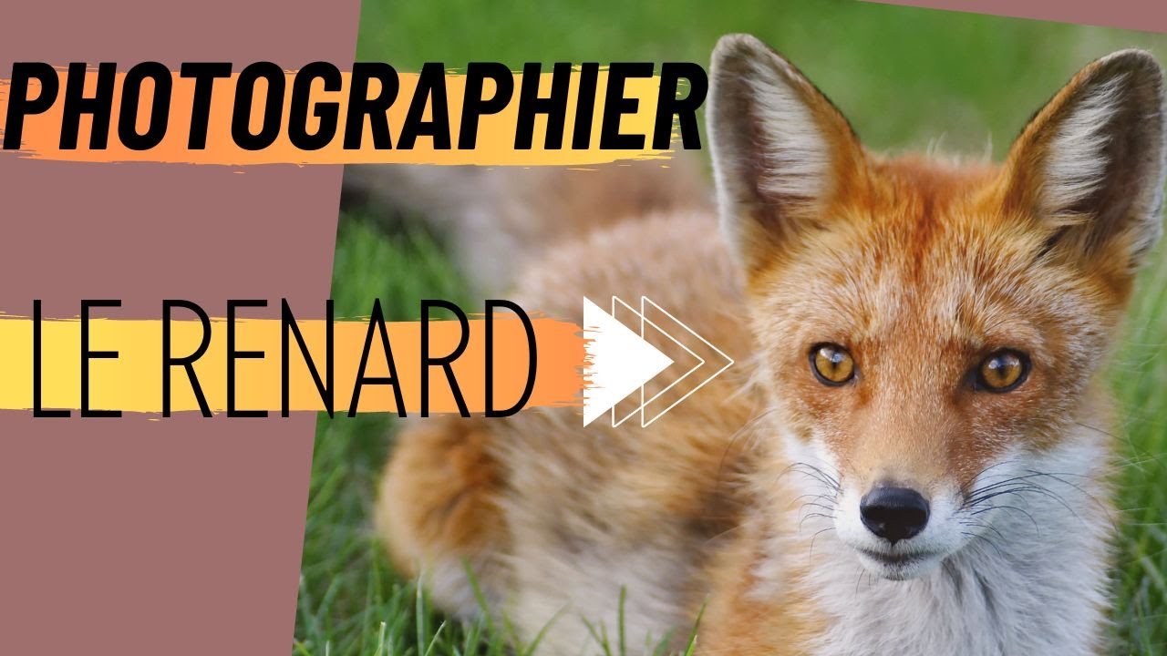 COMMENT PHOTOGRAPHIER LE RENARD?