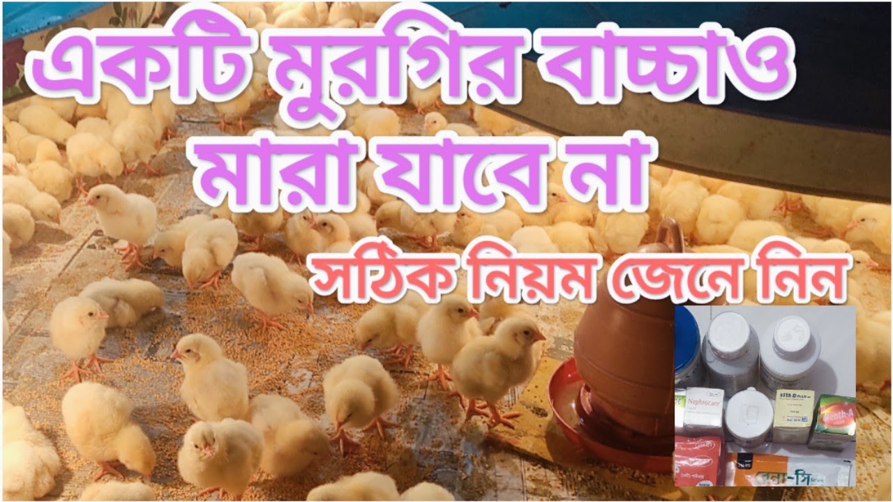 “একটি বাচ্চাও মারা যাবে না—১০০% সেফ ব্রুডিং গাইড”