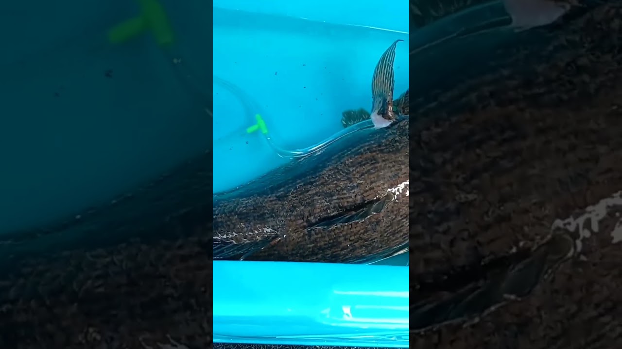 ikan betutu@ikan paloi 2.350kg #fishingvideo #dayakborneo #borneosarawak #bintangor
