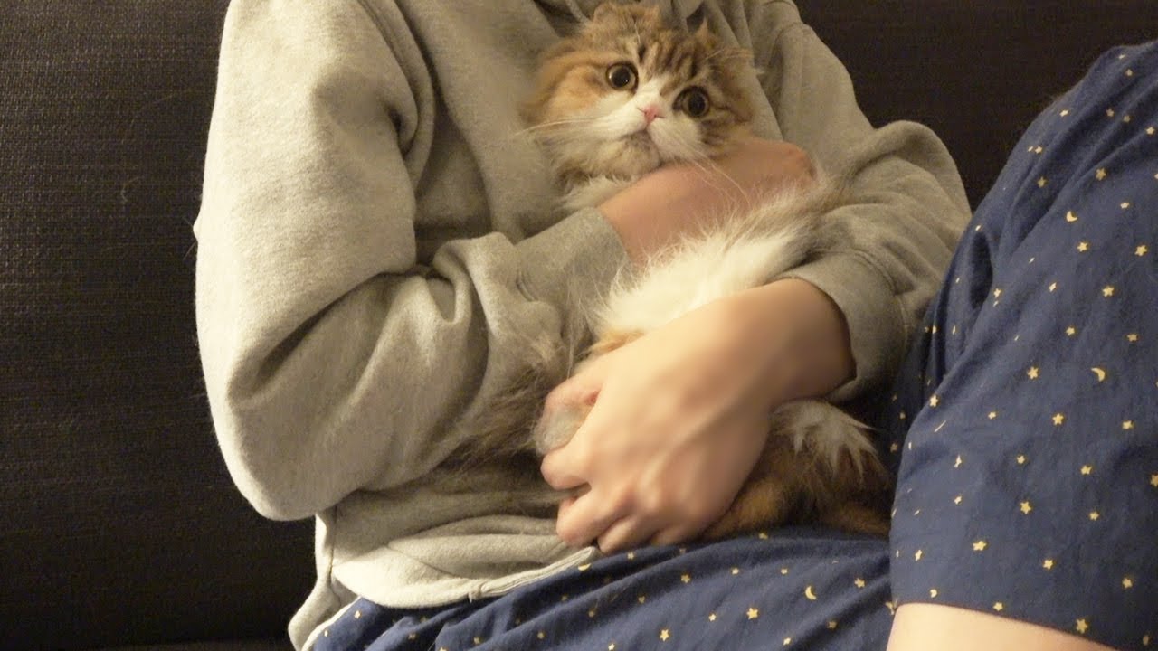 공포영화를 보다가 품에 꼭 안긴 고양이