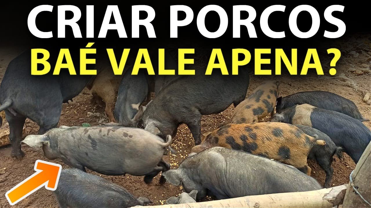 O que não te contaram sobre criar porcos soltos no mato ( porco Baé )