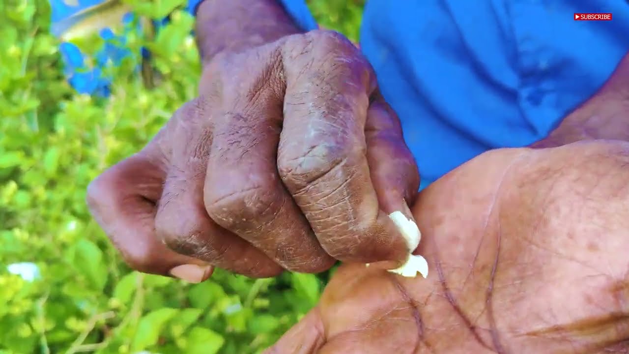 குண்டுமல்லி பயிரிடும் முறை மற்றும் மல்லி பராமரிக்கும் முறை | #jasmine #cultivation #flowers -பாகம் 4