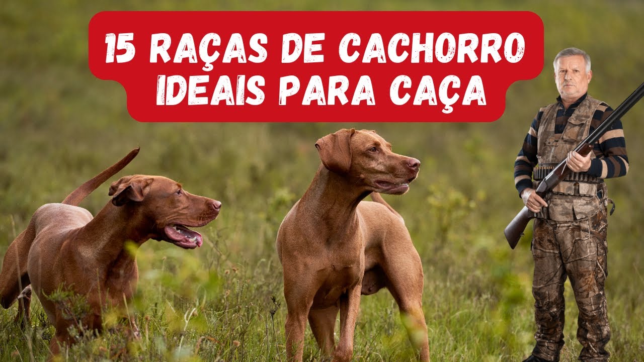 CÃES CAÇADOR - CONHEÇA AS 15 MELHORES RAÇAS DE CACHORROS PARA CAÇA