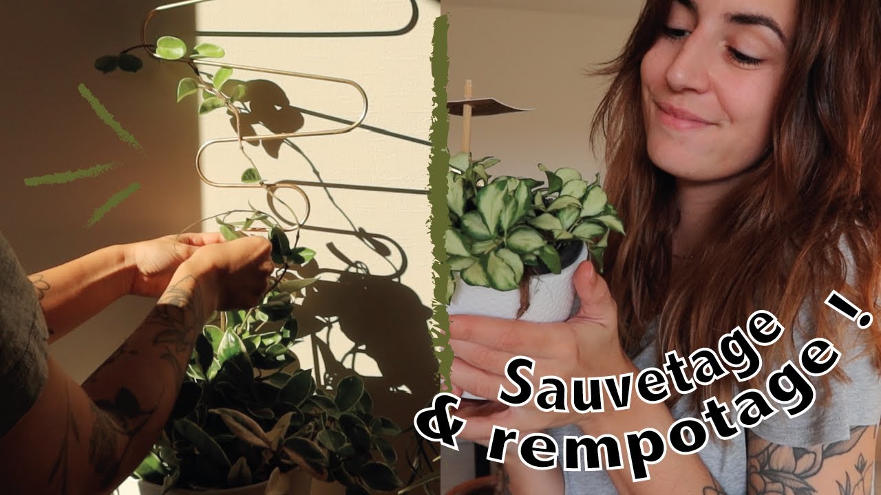 Sauvetage urgent de pileas & nouveaux hoyas !