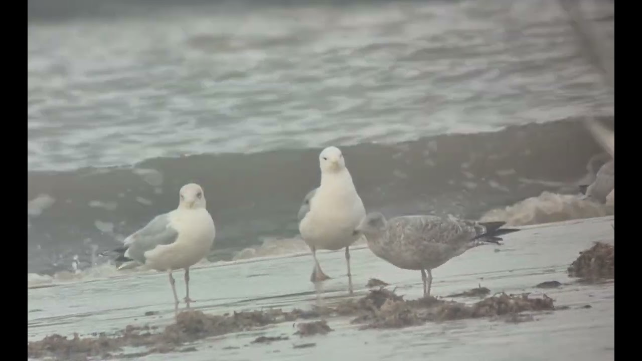 Caspian Gull adult Sea Palling 31 January 2026