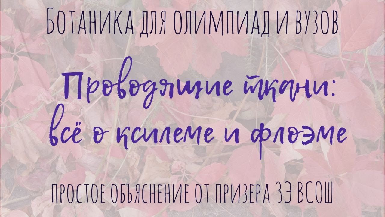 Проводящие ткани: ксилема и флоэма | Анатомия растений для олимпиад по биологии и студентов вузов