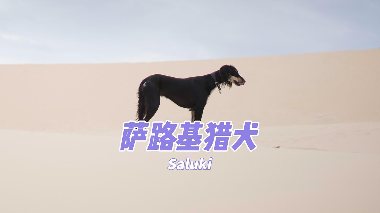 萨路基猎犬是什么？
