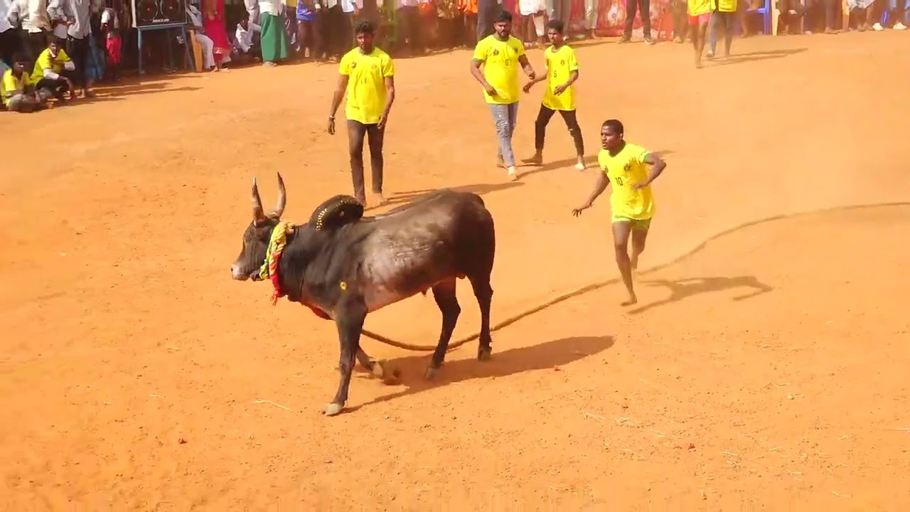 சிவல்பட்டி மருது கவின் கருப்பன் காளை Vs மயில்ராயன்கோட்டைநாடு சந்திவீரன் குழு | PK Media