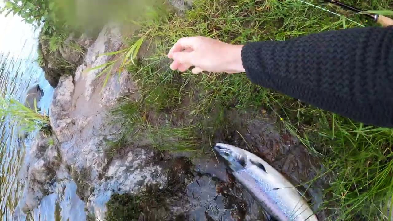 Salmon Fishing On The River Dee, August 2023