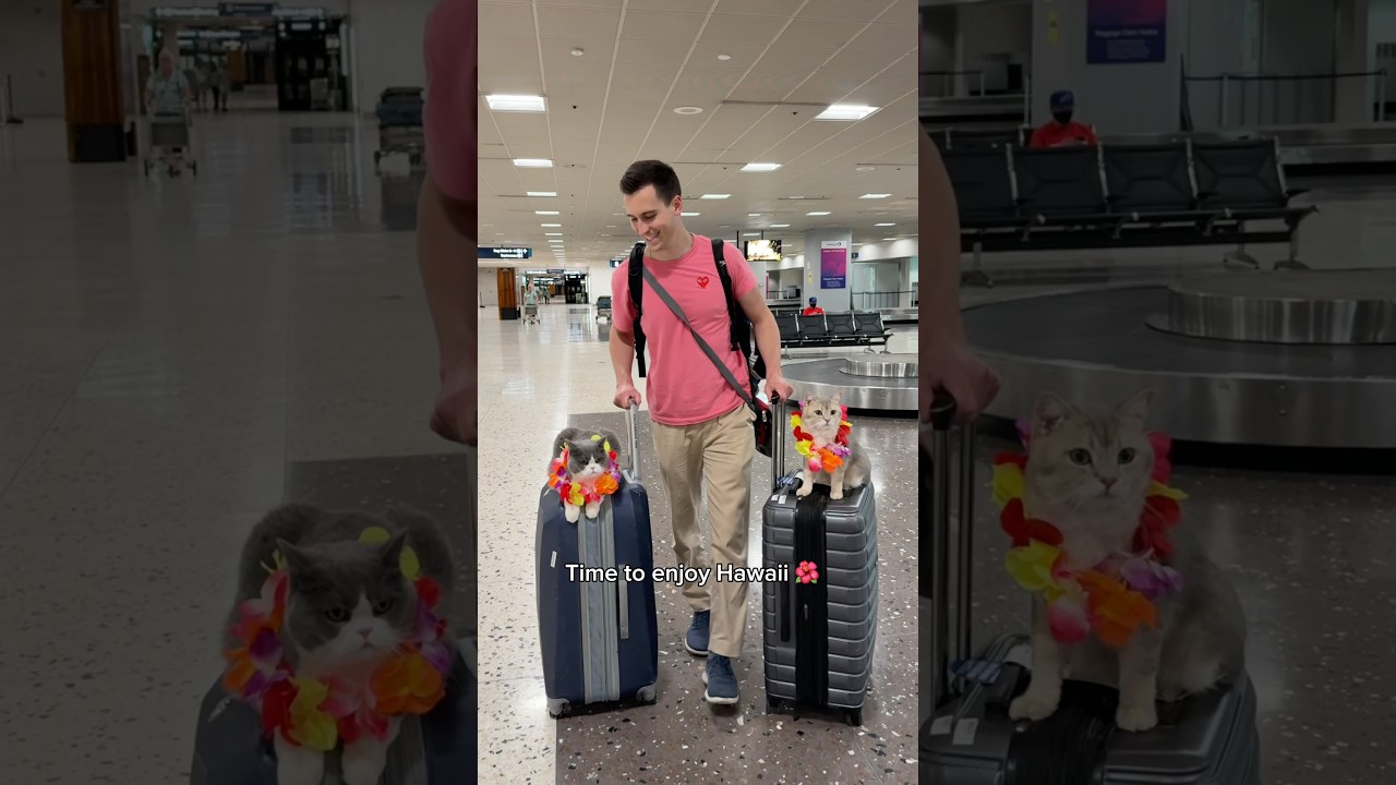 Traveling with my two cats to Hawaii for vacation 🌺