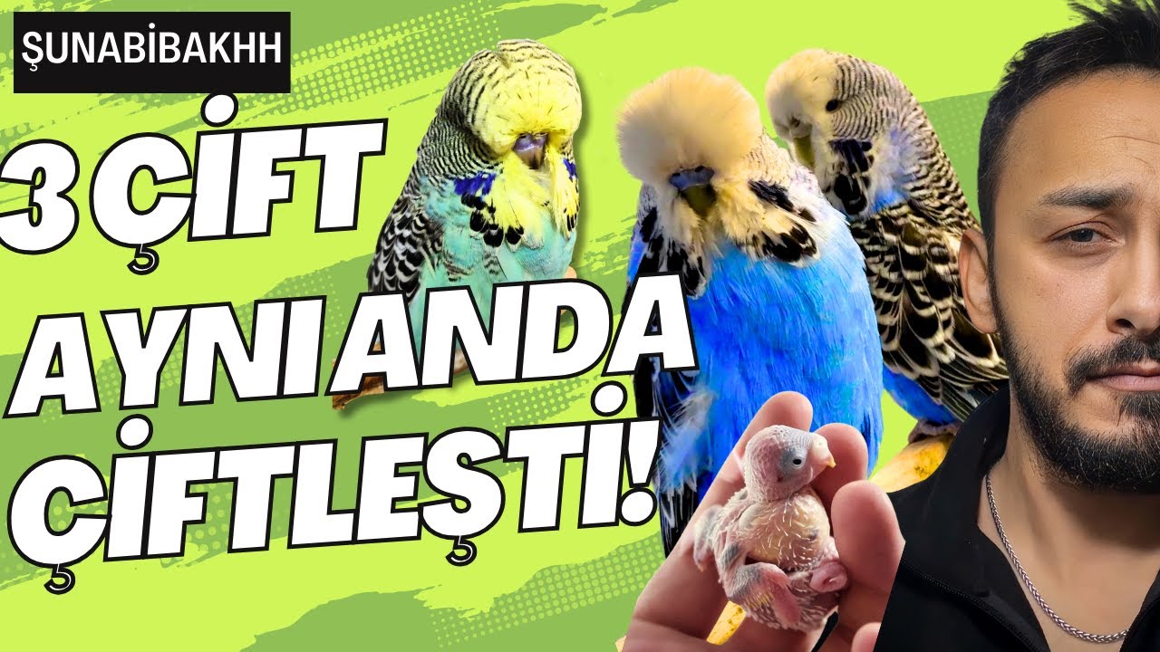YENİ 3 ÇİFT SHOW JUMBO TAKIM ! 1. ÜRETİMHANE YUVALARI AÇTIK #muhabbetkuşu