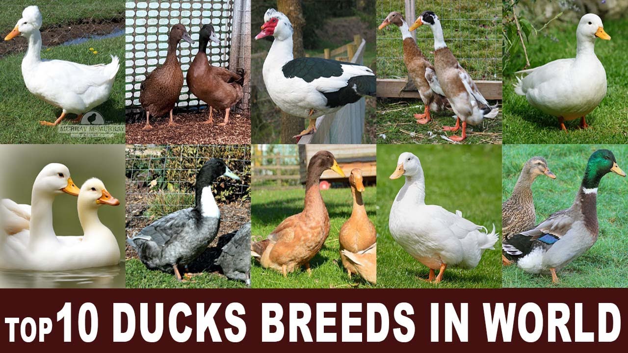 Top 10 Ducks Breeds In World l 360 Farmer