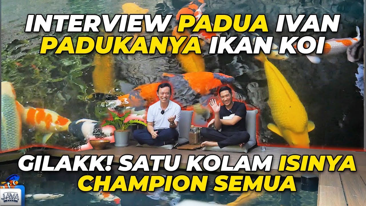 GREBEK HOBBIES KOI - GUDANGNYA GRAND CHAMPION KOI JEPANG DISINI