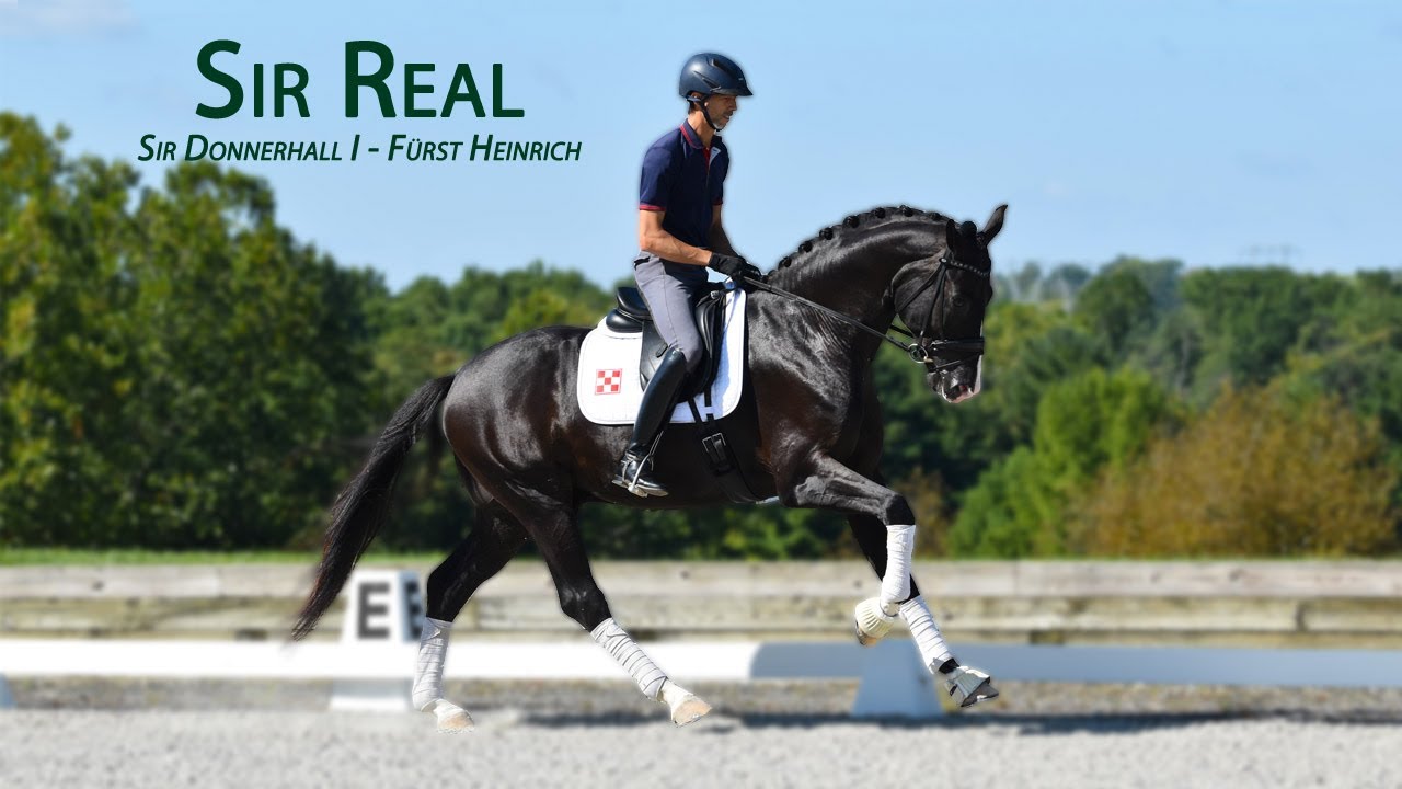 Sir Real - 2018 Oldenburg Stallion