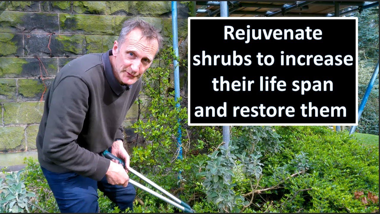 Pruning to rejuvenate shrubs