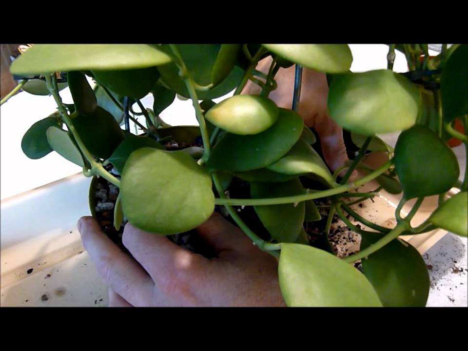 How To Re-Pot a Hoya Plant.wmv