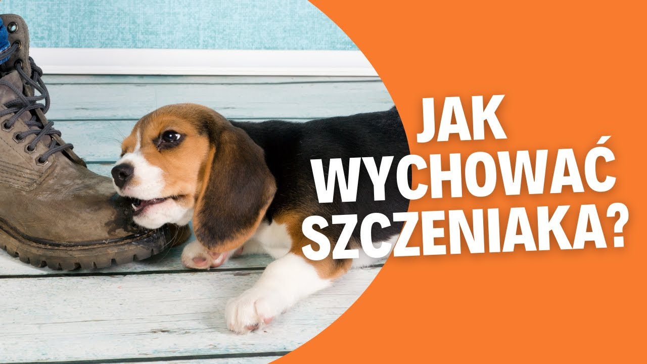 Wychowanie, szkolenie, socjalizacja szczeniaka - Q&A
