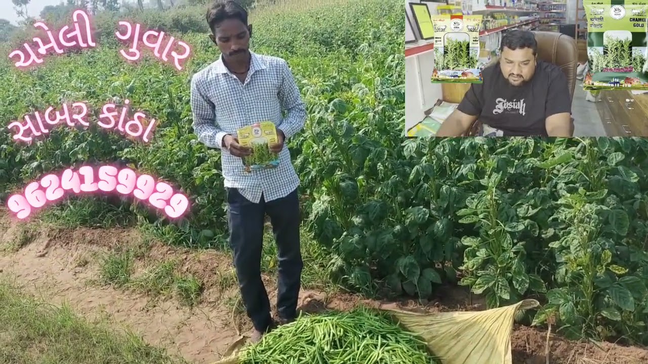 CHAMELI GUWAR SABAR KANTHA  ચમેલી ગુવાર સાબરકાંઠા @kenaseeds1424 9624159929