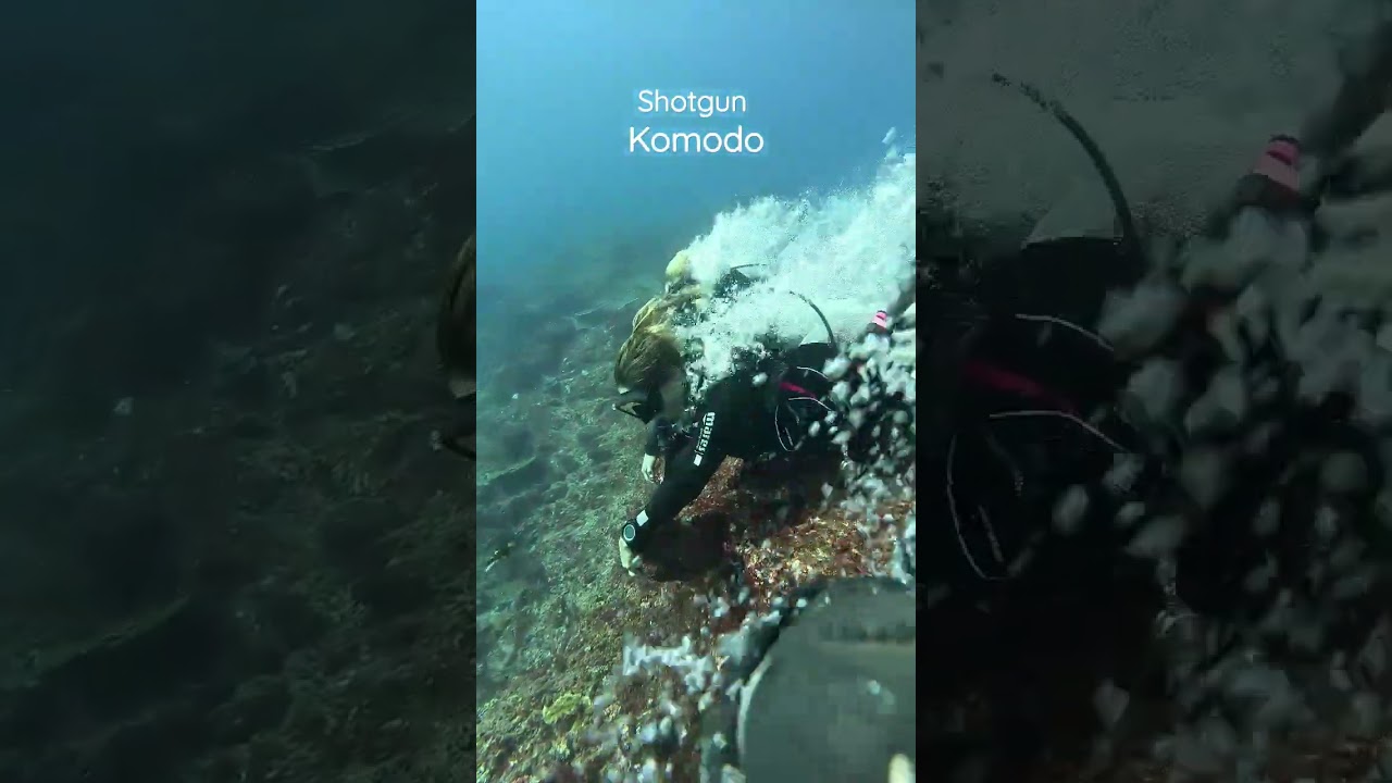 DIVE WITH CURRENT IN KOMODO #scubadiving #diving #komodo #labuanbajo #flores #scubaworld #divetrip