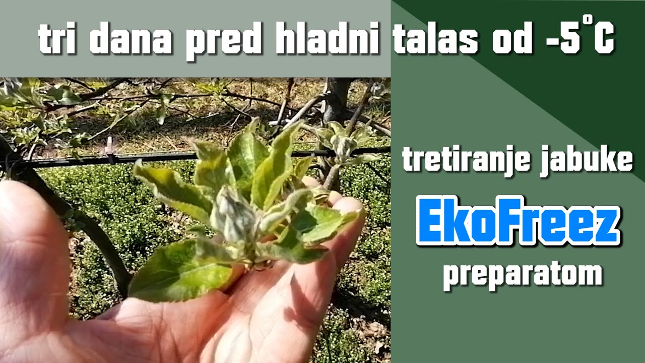 EkoFreez , biljni antifriz na jabuci,  Irig 2021