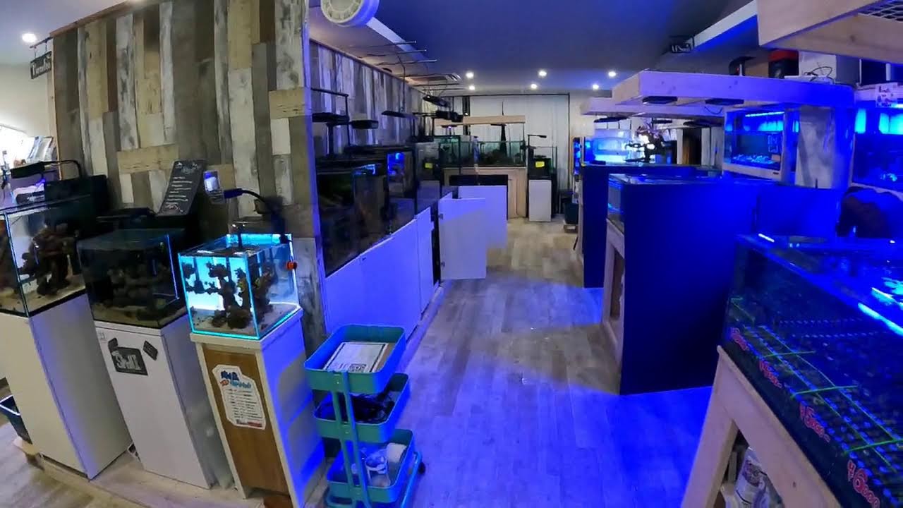 ゲリラライブ！レイアウト済みライブロック編